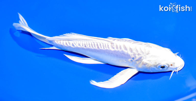 7.5" ARAGOKE PLATINUM OGON BUTTERFLY