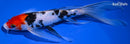 10" SANKE BUTTERFLY