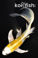 7.75" KUJAKU BUTTERFLY