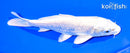 6.75" PLATINUM OGON