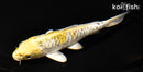 5" KUJAKU