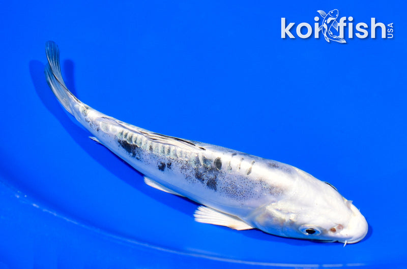 6" DOITSU GIN SHIRO BEKKO