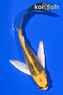5.75" GINRIN KIN KI MATSUBA BUTTERFLY