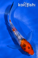 4.25" SANKE BUTTERFLY