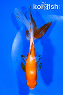 5.75" FANTAIL GOLDFISH