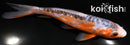 6" HI SHUSUI