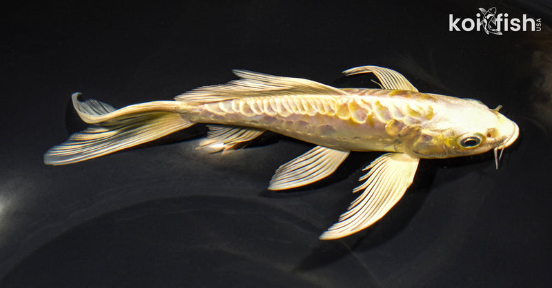 7.75" ARAGOKE LEMON HARIWAKE BUTTERFLY