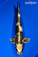 12.25" KIN KI UTSURI