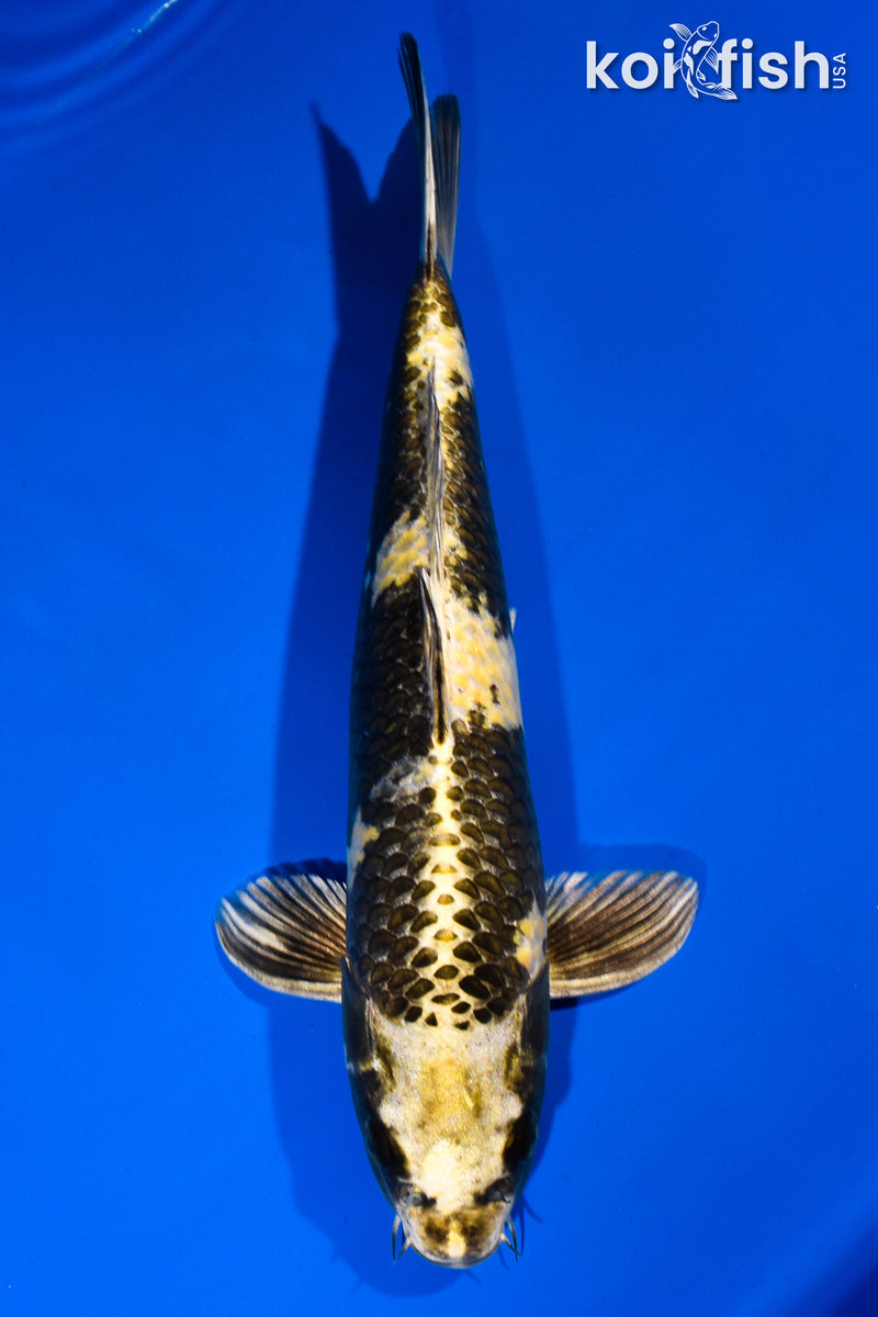 12.25" KIN KI UTSURI