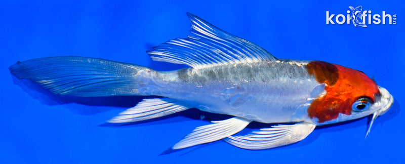 6" BENI KIKOKURYU BUTTERFLY