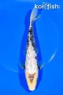 8.25" GINRIN MATUSKAWABAKE