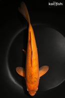 11.25" CHAGOI