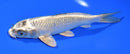 6.5" GINGA