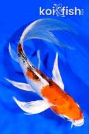 8.75" YAMATO NISHIKI BUTTERFLY