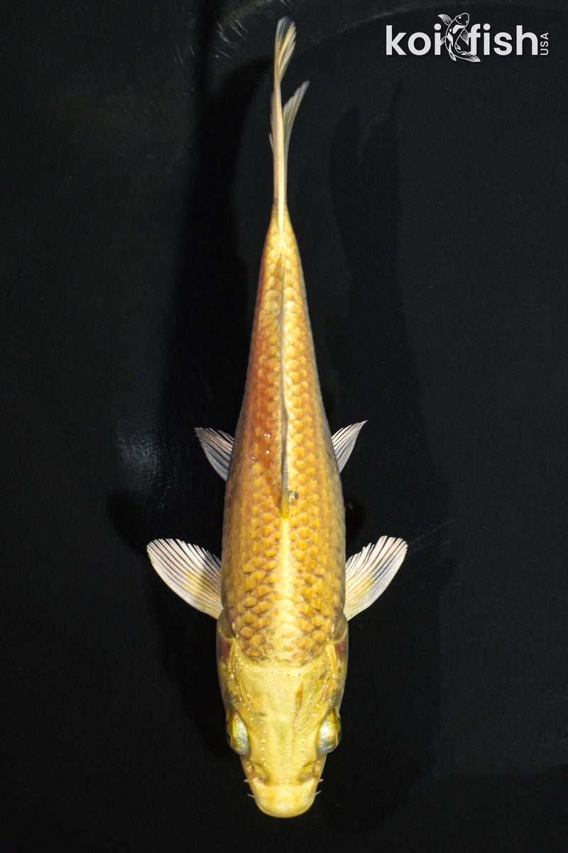 5.5" YAMABUKI OGON