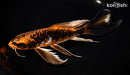 9.75" ARAGOKE ORENJI MATSUBA BUTTERFLY