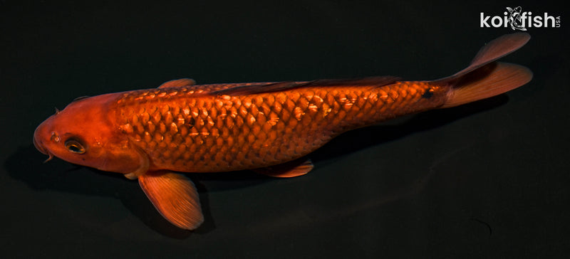 11.25" GINRIN CHAGOI