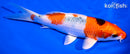 6.5" YAMATO NISHIKI