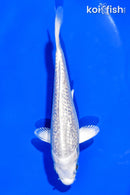 5" GINRIN PLATINUM OGON