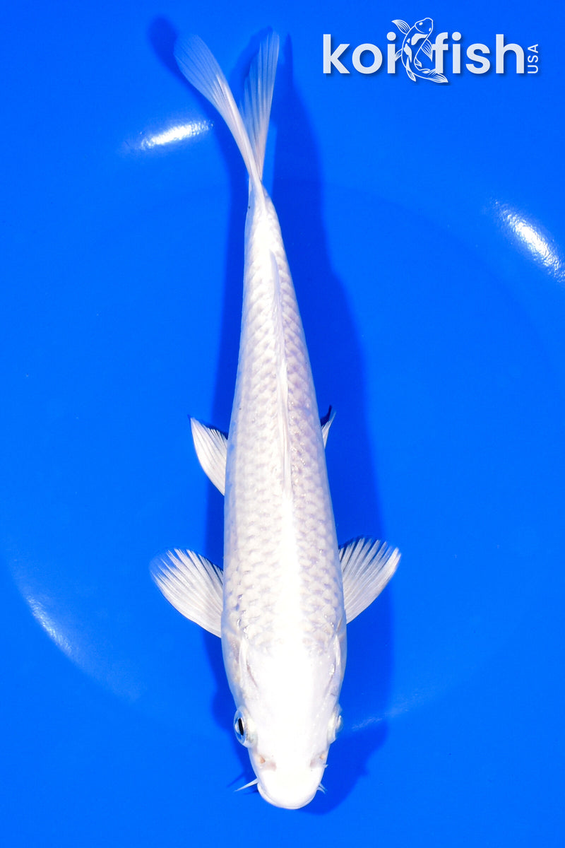 7.75" PLATINUM OGON