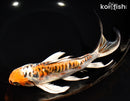 9" ARAGOKE BENI KIKOKURYU BUTTERFLY