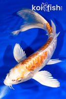 9" KIKUSUI BUTTERFLY