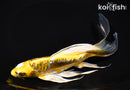 7.75" ARAGOKE KIN KIKOKURYU BUTTERFLY