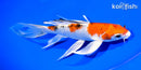 8.75" YAMATO NISHIKI BUTTERFLY