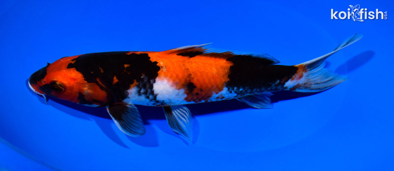 9.25" HI SHOWA