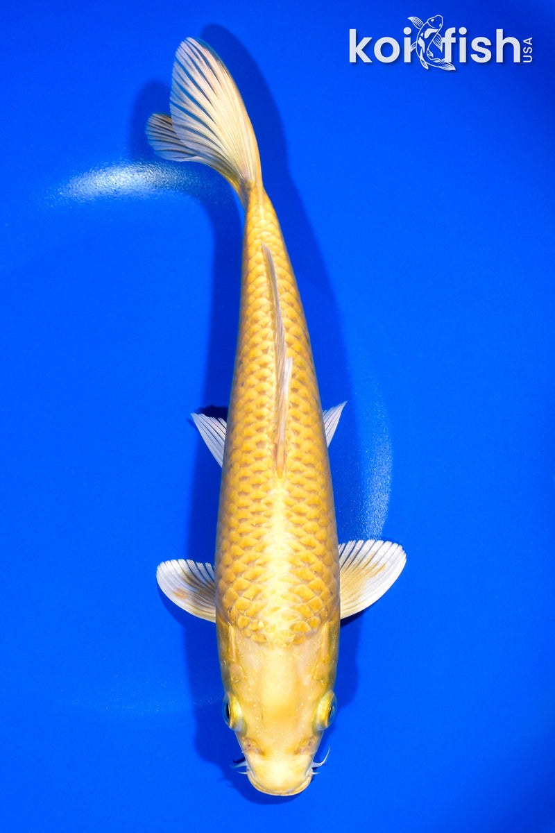 8.75" YAMABUKI OGON