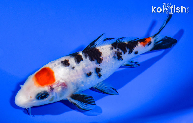 5.5" MARUTEN SANKE