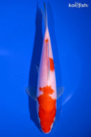 8.25" KOHAKU