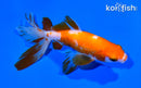 5.75" FANTAIL GOLDFISH