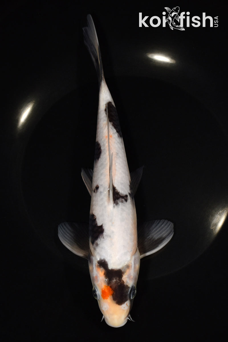 8.5" SHIRO UTSURI
