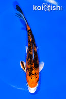 6" YAMATO NISHIKI