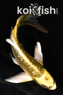 6.25" KI MATSUBA BUTTERFLY