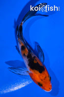 4" SANKE BUTTERFLY