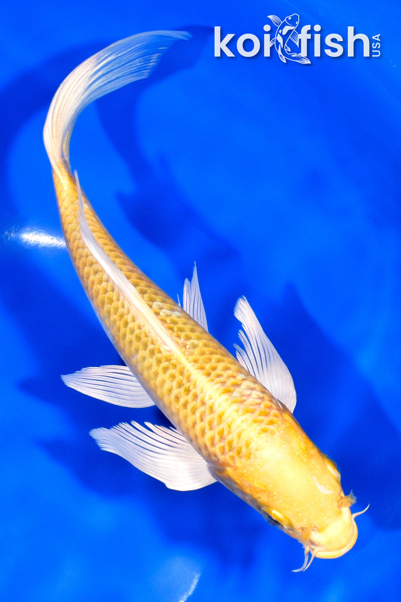 8.5" LEMON HARIWAKE BUTTERFLY