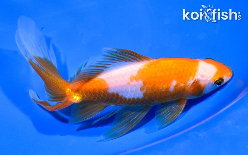 6.25" WAKIN GOLDFISH