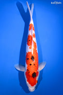 15.25" GINRIN SANKE