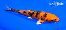 5.5" ORENJI BEKKO