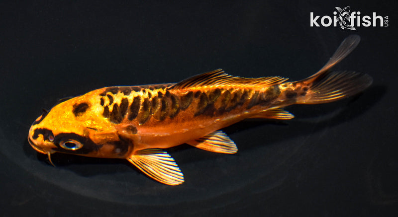 5" ARAGOKE BENI KIKOKURYU