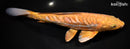 12.5" DOITSU OCHIBA SHIGURE
