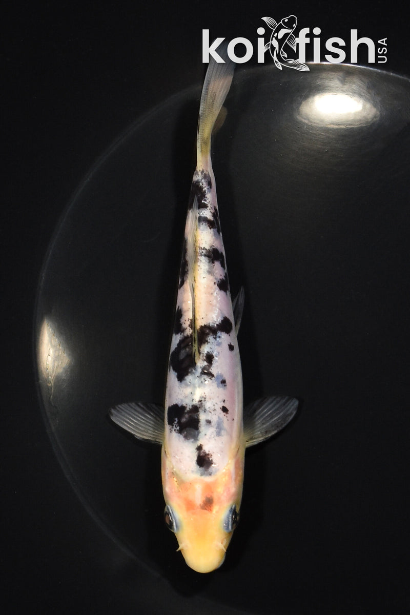 5.75" SHIRO BEKKO