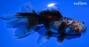 5.25" CALICO ORANDA GOLDFISH