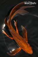 9" CHAGOI BUTTERFLY