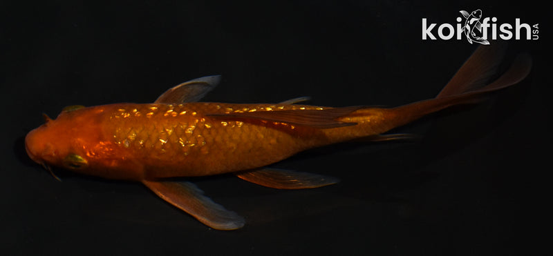 5.5" GINRIN CHAGOI BUTTERFLY