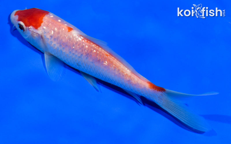 5" GINRIN KOHAKU