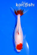 4.75" WAKIN GOLDFISH