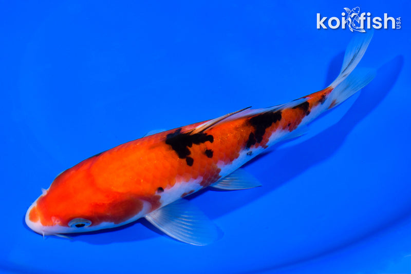 7.25" AKA SANKE
